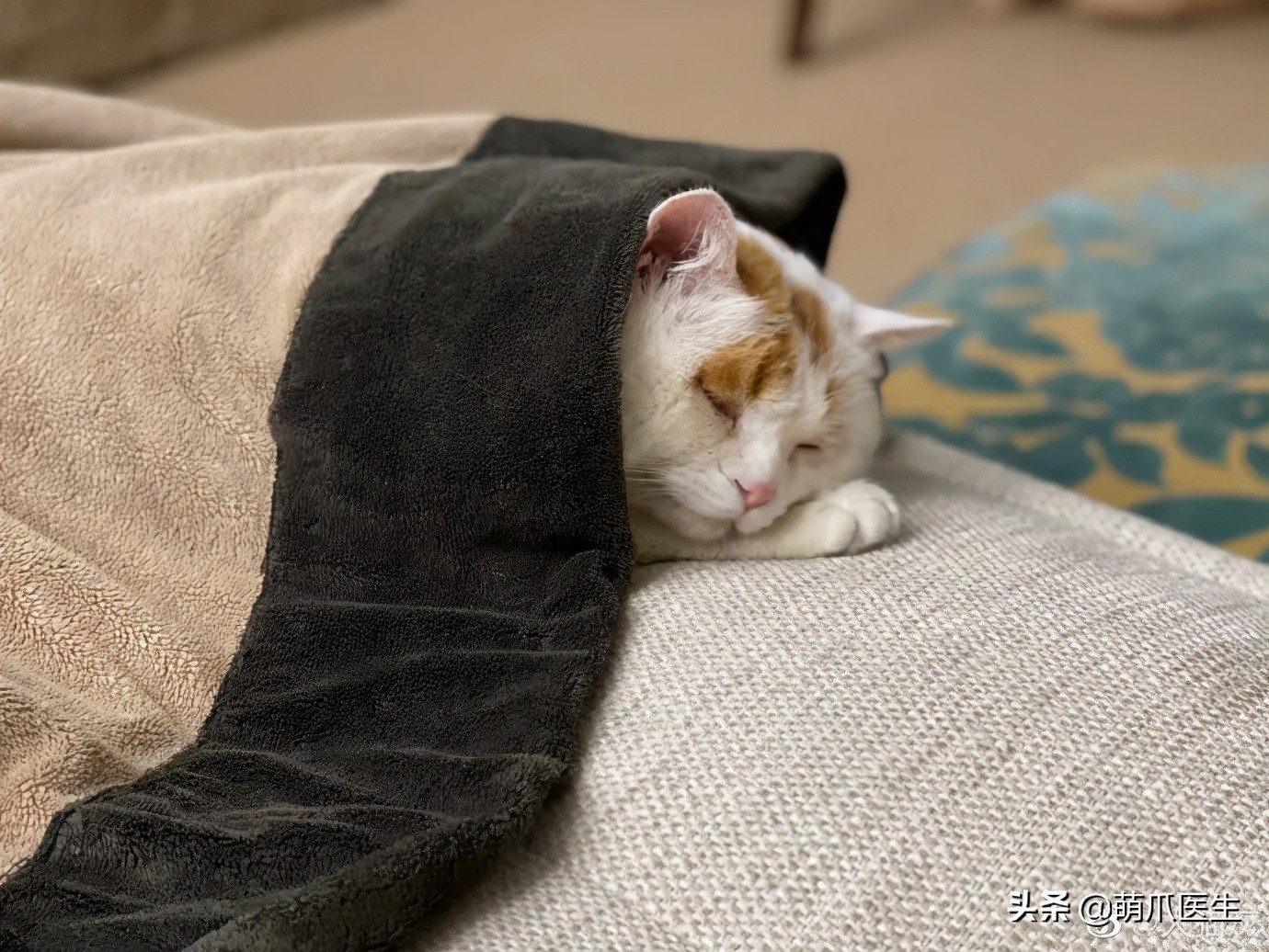 全网最委屈的猫主子,全网最委屈的小奶猫