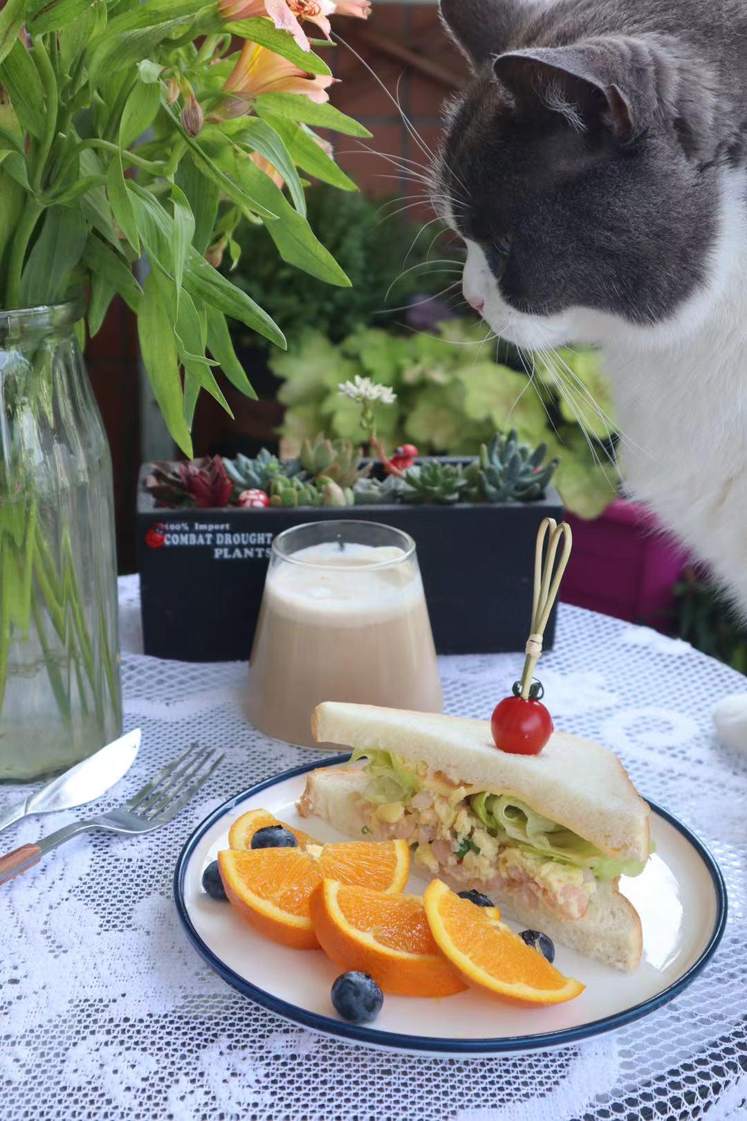 又便宜又好的幼猫粮排名,618猫粮怎么囤