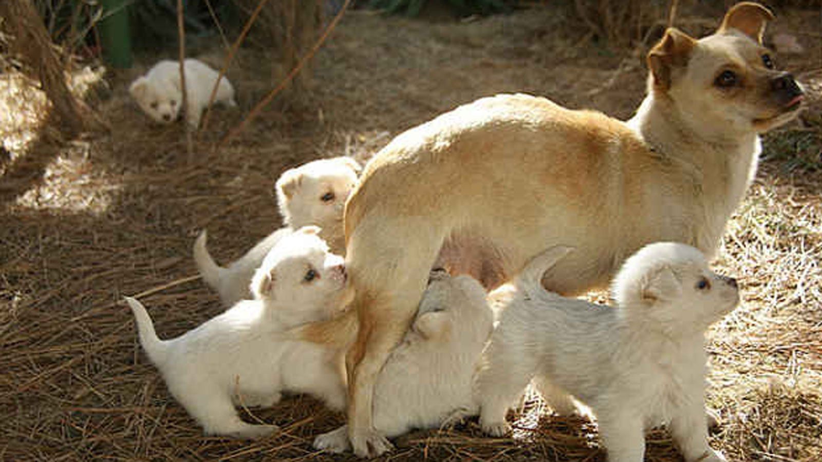 幼犬的日常护理有哪些,有关幼犬护毛教你几招