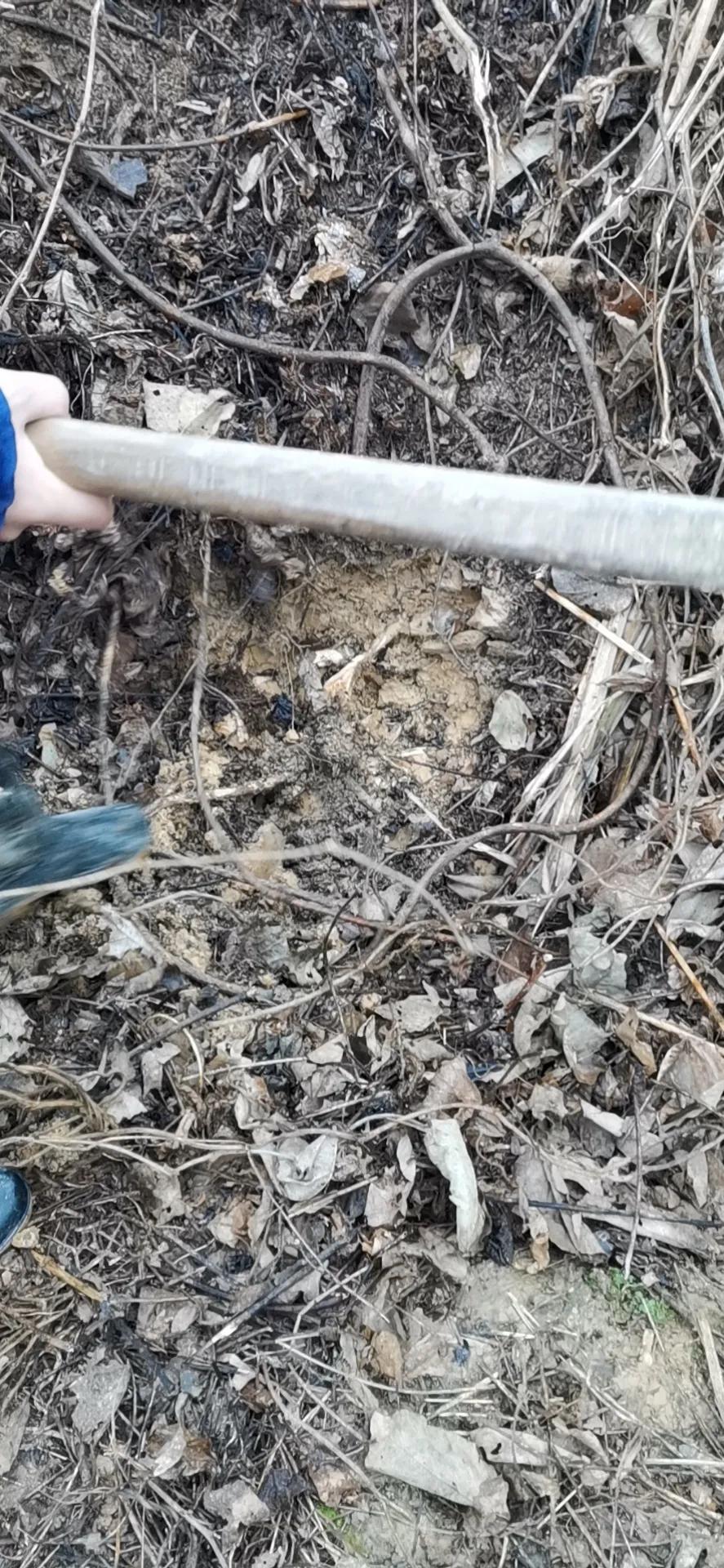 真正的野生葛根图片,纯天然野生葛根图片