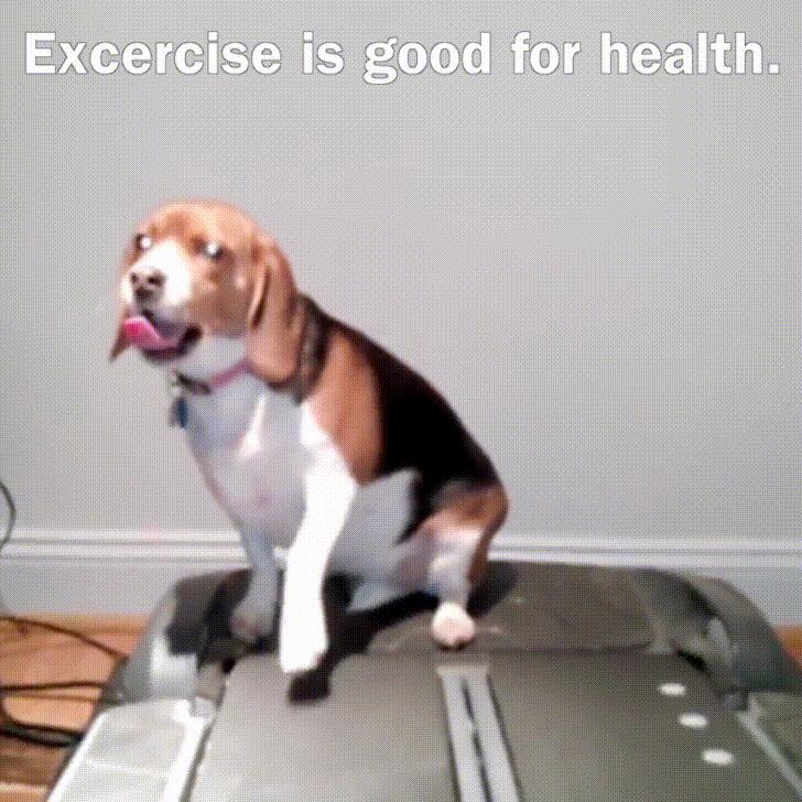 狗犬瘟后期还有救吗,我家狗这是懒到什么程度