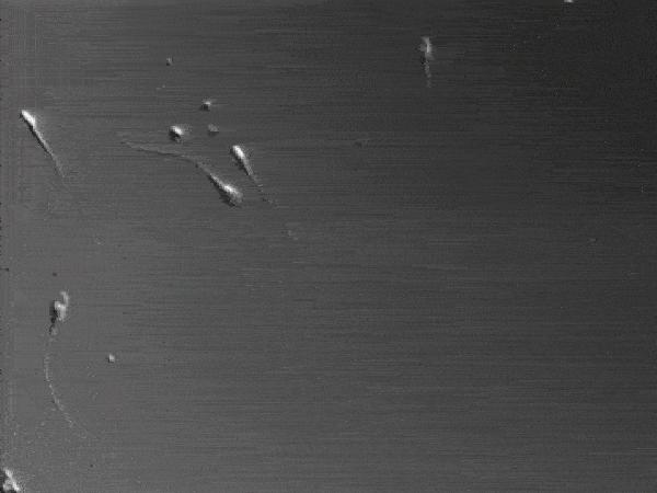 科学家发现精子运动规律,科学家发现精子异常