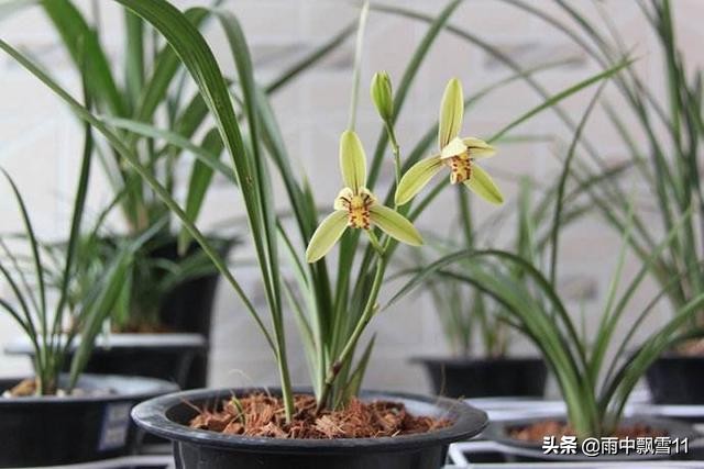 兰苗叶长黑斑原因,兰叶有黑斑是什么原因