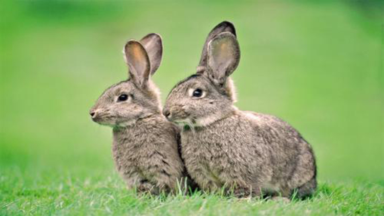 最全5种金属探测仪,小兔子探测仪