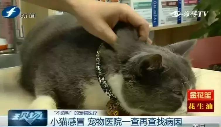 鍝瀹犵墿鍖婚櫌姝ｈ涓嶄贡鏀惰垂,鏇濆厜瀹犵墿琛屼笟榛戝箷