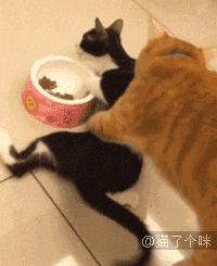 橘猫的7大优点养过的人都说好,自从养了猫才知道什么是爱