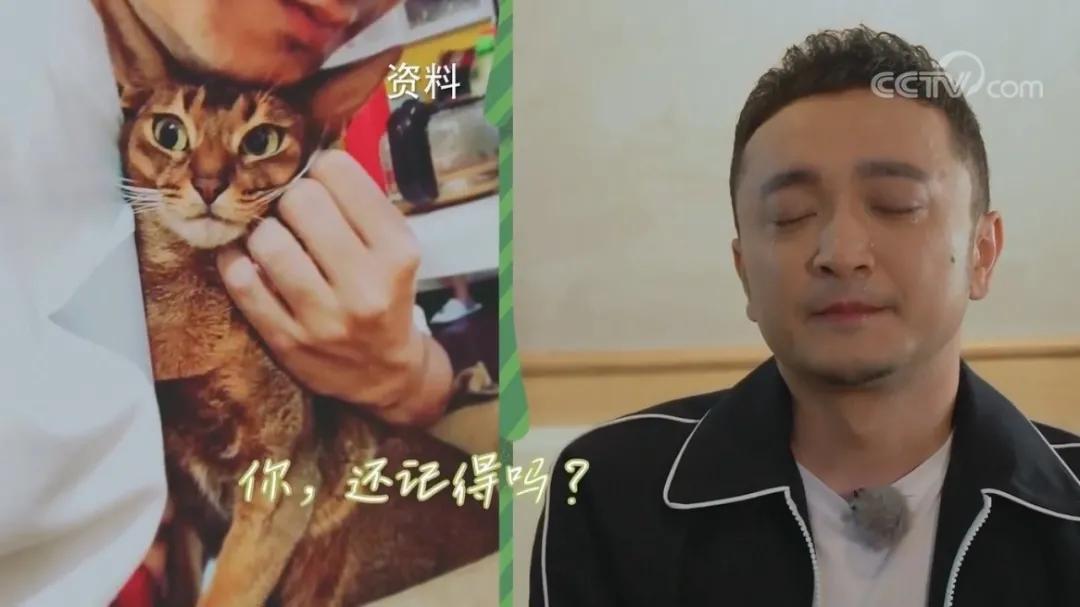 没想到,央视的名嘴们全都是猫奴