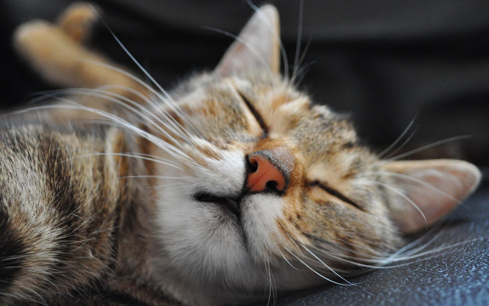 怎么样把受了惊吓的猫引出来,如何惊吓猫咪