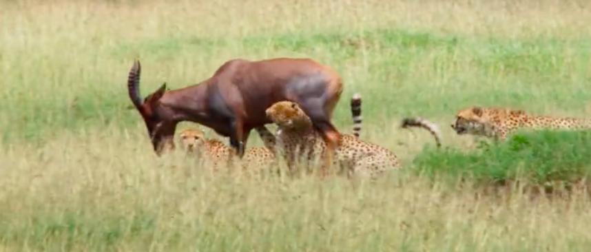 9.9恋爱游戏,9.9分恋爱番