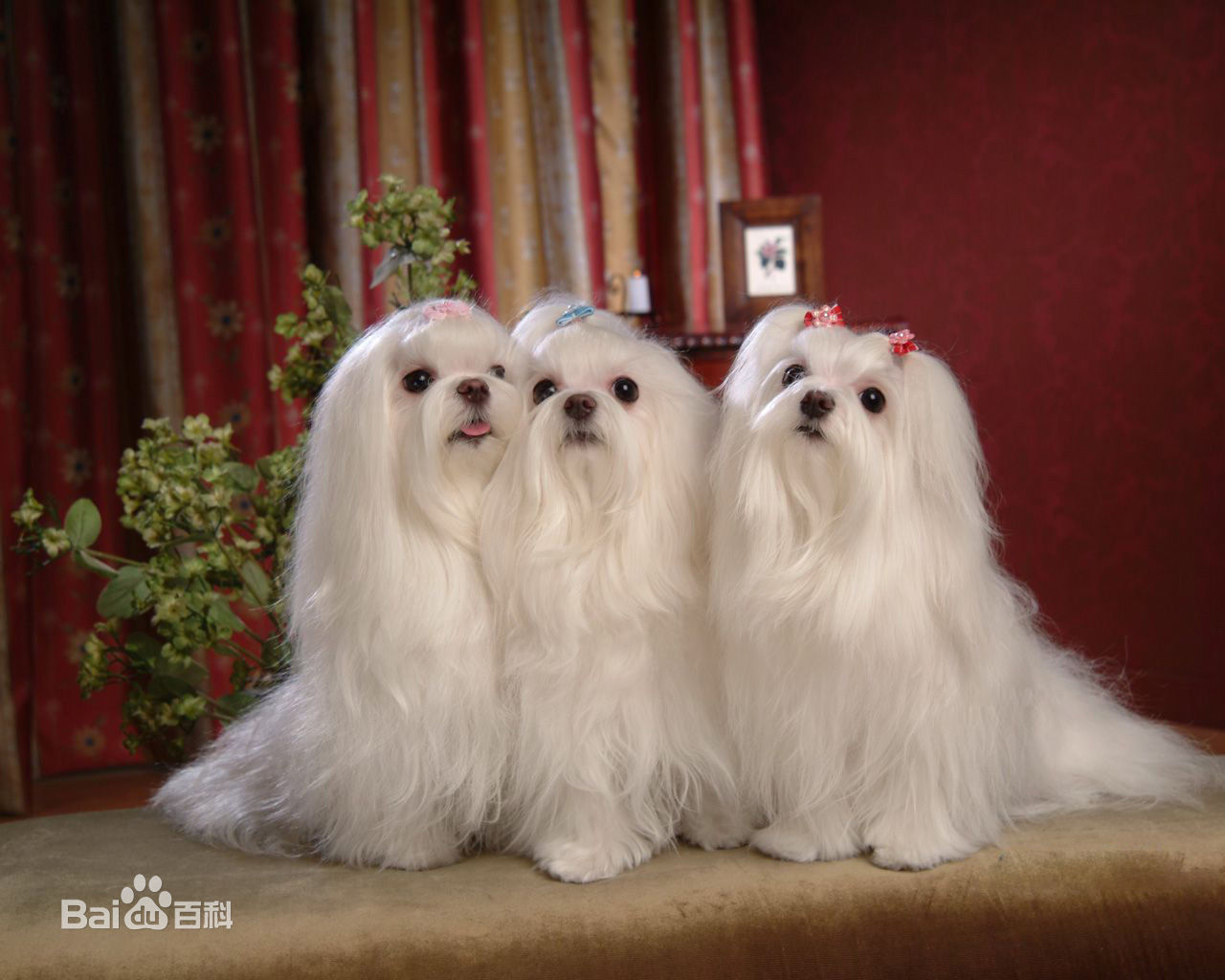 不掉毛无体味性格温顺的小型犬,宠物狗大全表