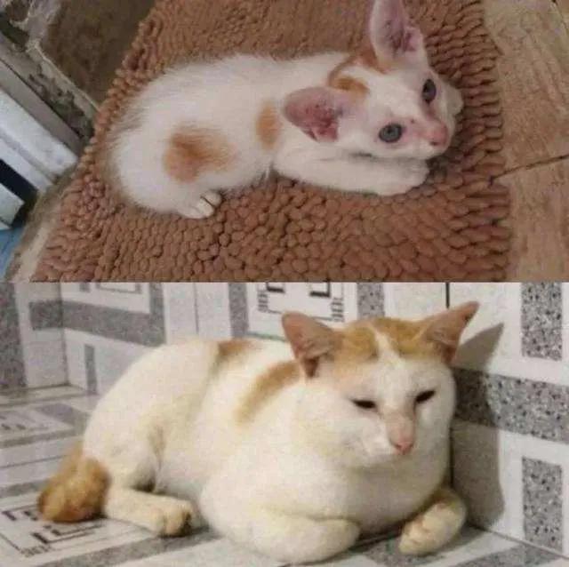 橘猫半年大概多少斤,橘猫半年