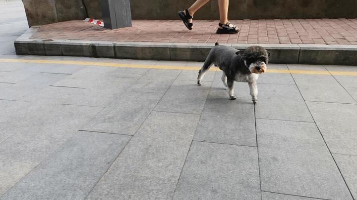 手机扩容存储卡256g,大华内存卡v100