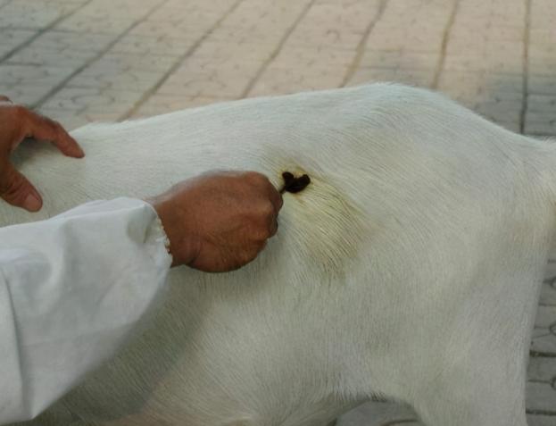 羊不消化用什么药,羊胀气消化不良怎么办