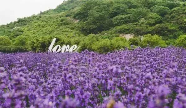 美翻了无锡这个紫色花海,美翻诸城这片花海刷爆整个朋友圈