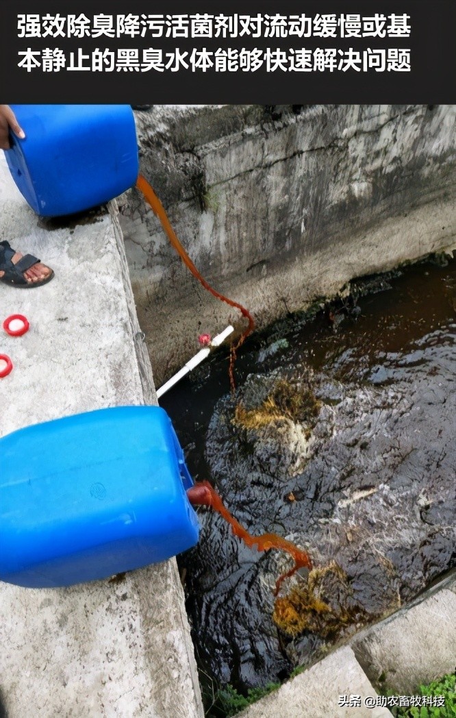 强力除臭除菌剂,脏水处理除臭菌剂厂家推荐