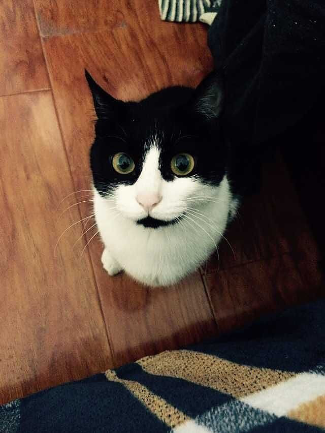 加菲猫和什么猫最好养,加菲猫橘猫哪个猫更好