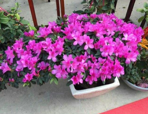 冬季养杜鹃叶子一碰就掉咋办?排查4方面,找出病症方能救回来