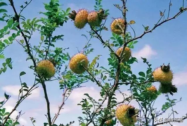 贵州特产刺梨哪个牌子好,贵州刺梨的来历