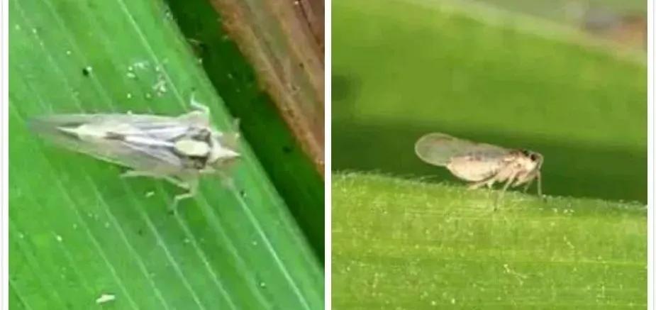 叶菜出苗后什么时候打杀虫剂,叶菜类病虫害防治与图片