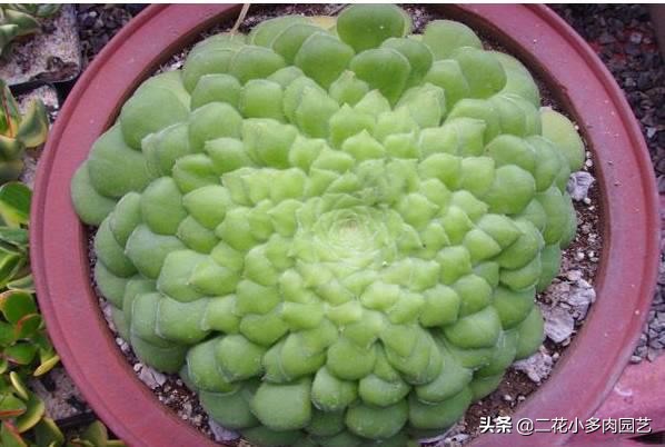 365种·常见花卉图谱，观果和多肉植物收藏篇