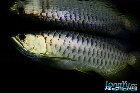 龙鱼受惊后关灯静养还是开灯,龙鱼刚到家应该开灯还是关灯静养