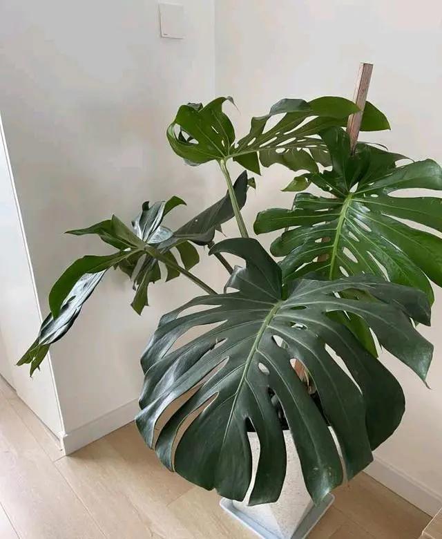 养花除甲醛最快的方法,屋内养花能吸甲醛吗