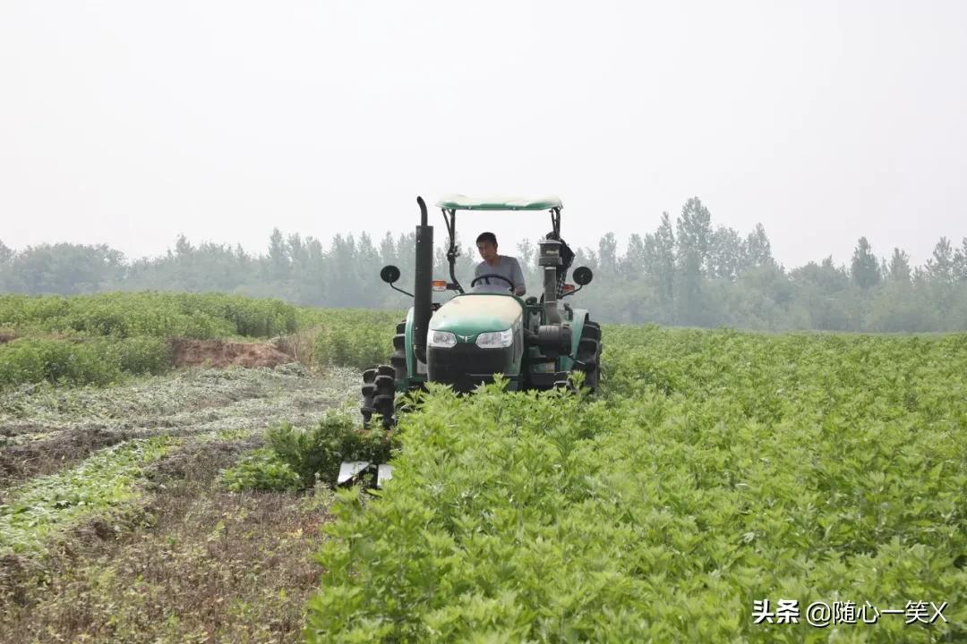 艾草产业助脱贫,府河镇孔家畈村艾草加工