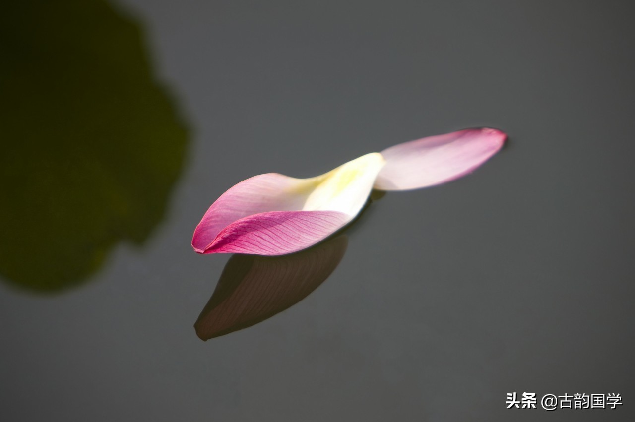 十首落花古诗词,落花诗十首全集