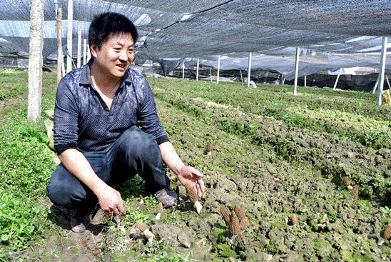 羊肚菌种植栽培技术视频教程（完整版）