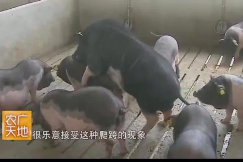 各个省份的国宝,广东十大国宝