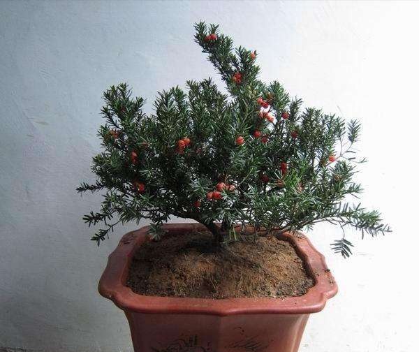 关于红豆杉的栽培与管理,观赏性红豆杉怎么修剪好看