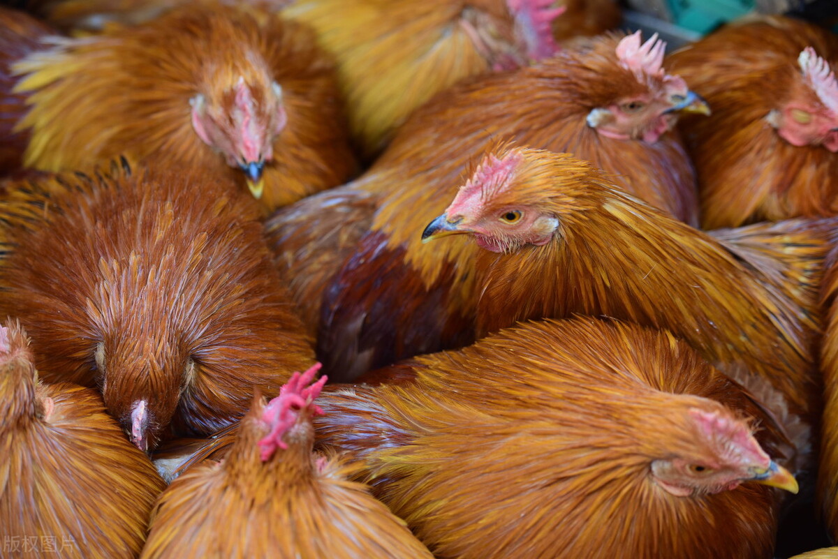 为什么农村要把公鸡阉了,在农村为啥很多公鸡会被阉