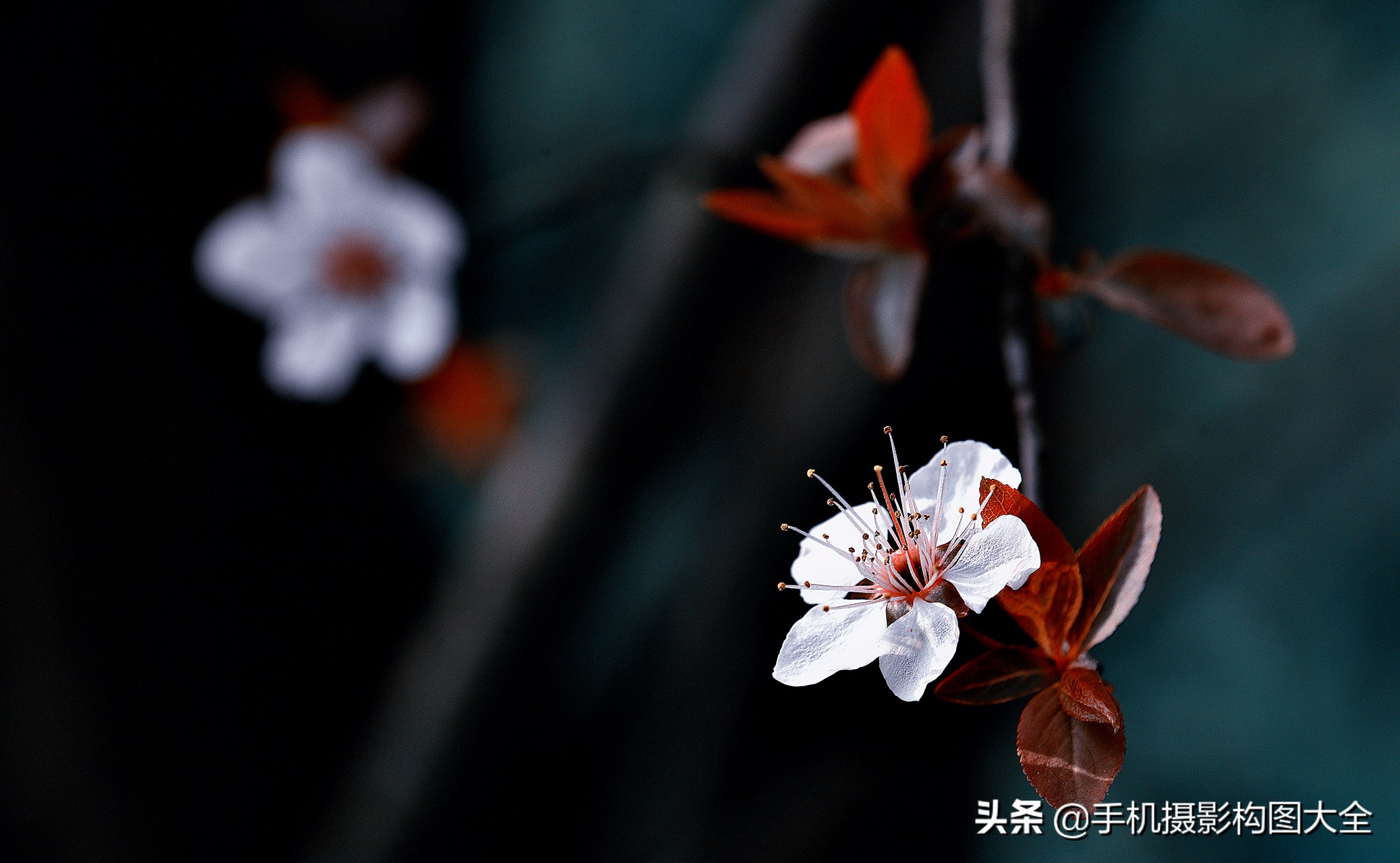 拍花十大必备技巧,拍花的100种构图