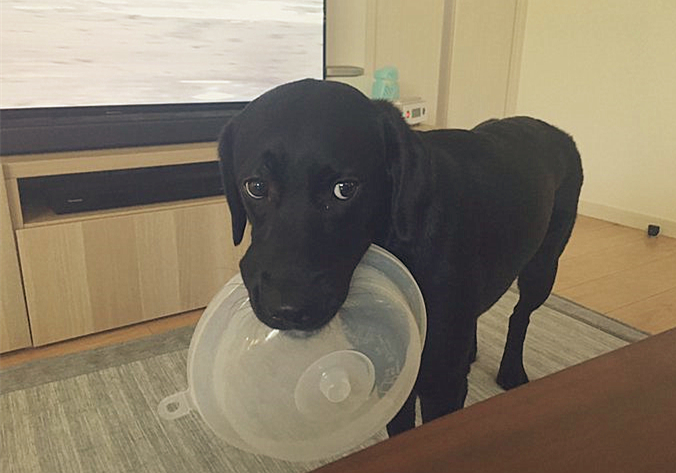 拉布拉多犬吃饭把碗吃个洞,拉布拉多叼着饭盆一脸不屑