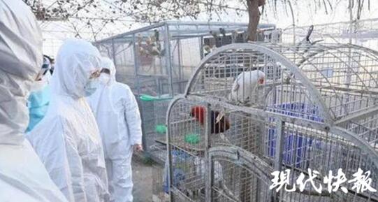 收购野生百灵鸟200余只判刑,贩卖百灵鸟12只怎么判