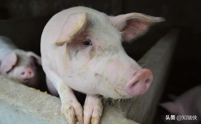 怎样辨别烧碱的质量,养殖场用的烧碱