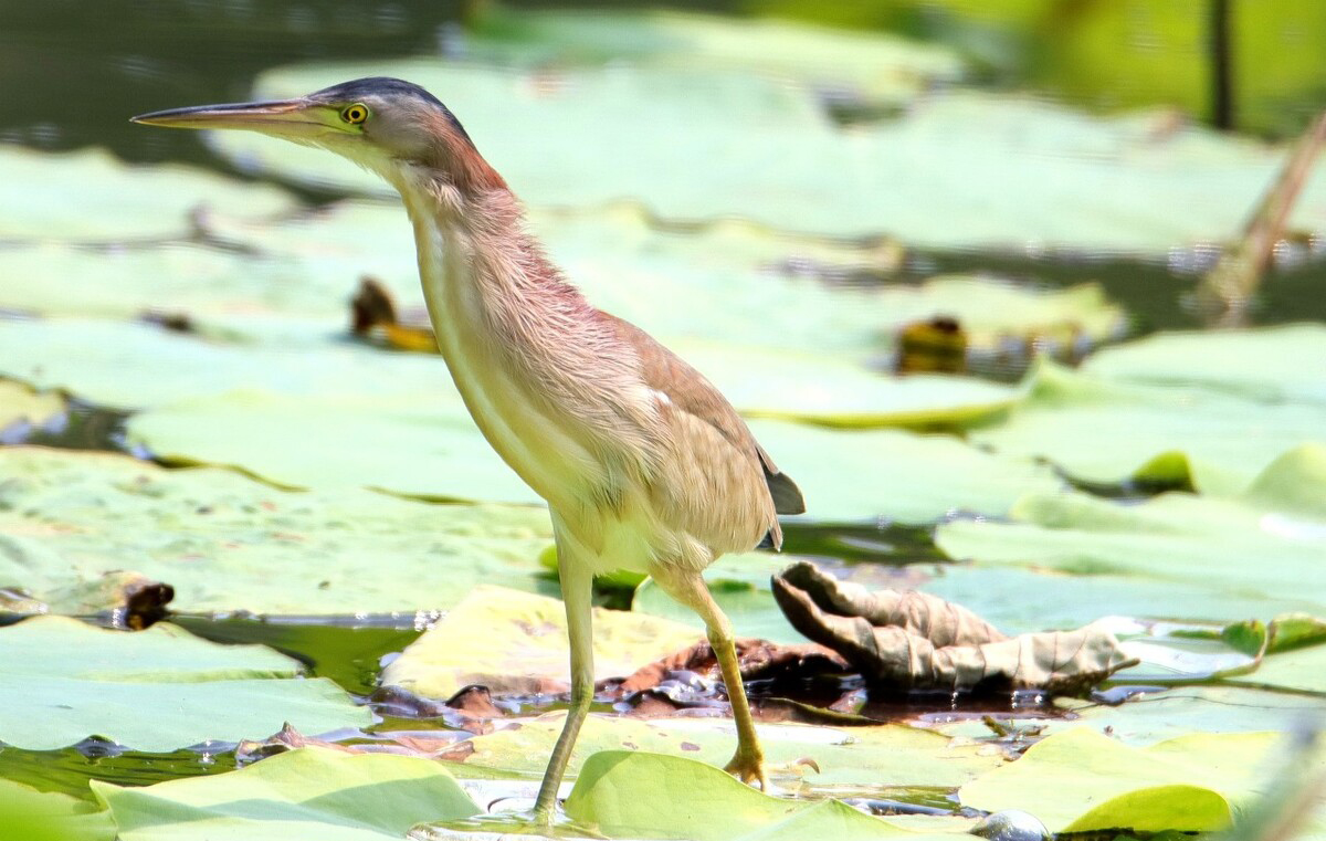 东江揽胜,惠州淡水常见鸟类图谱