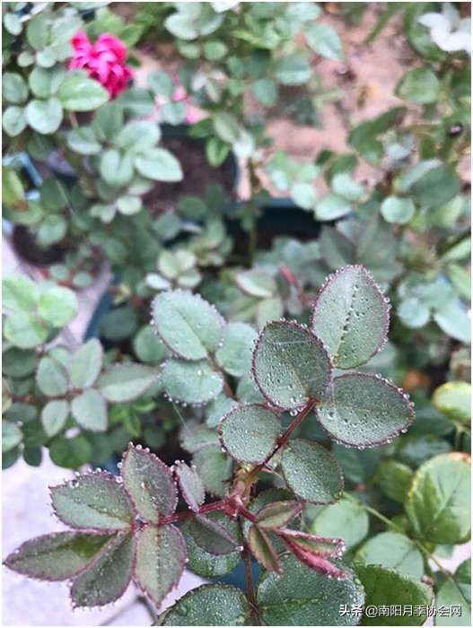 月季吐水,月季最怕三种水