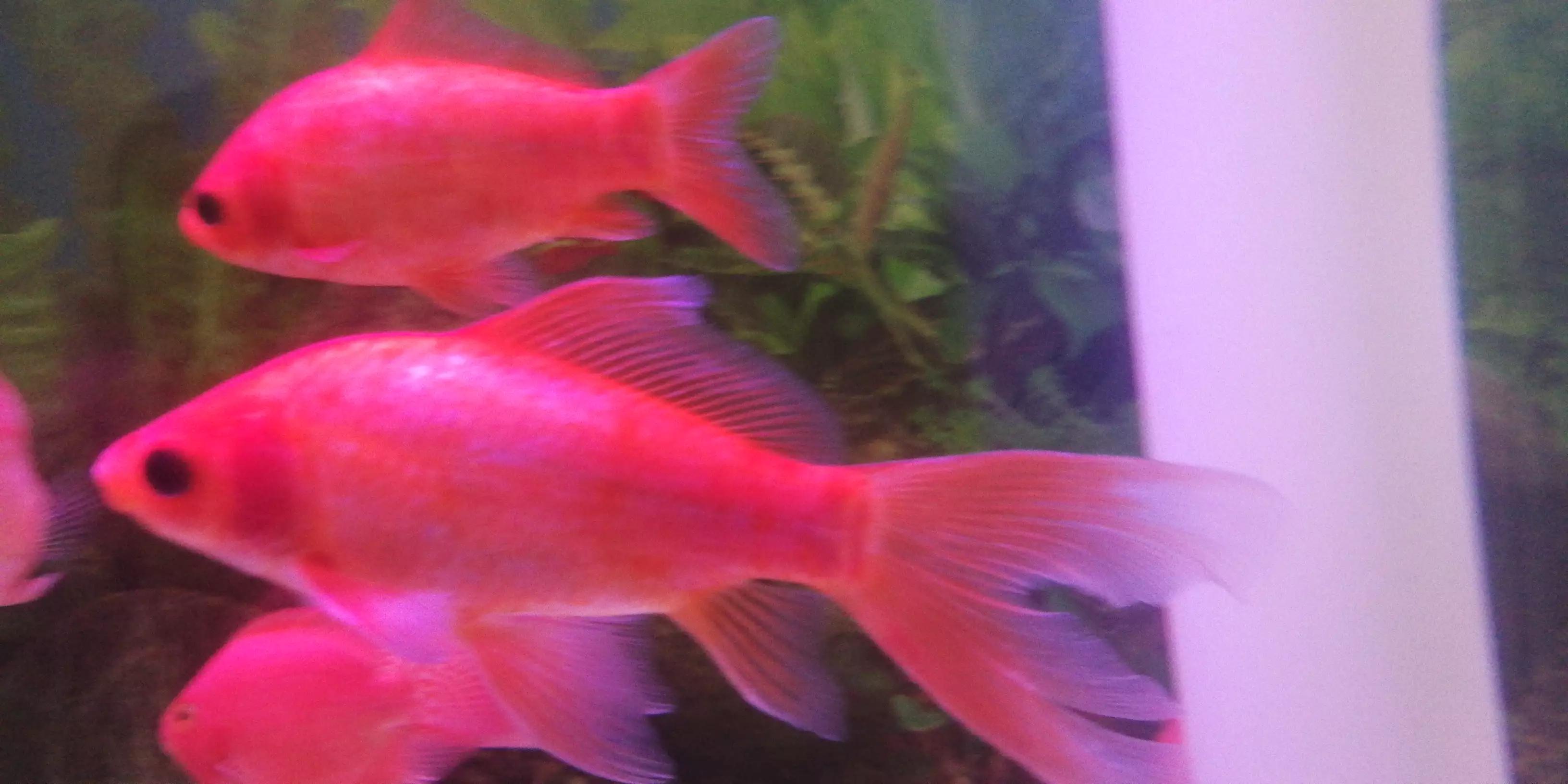 泰金罗汉和鹦鹉鱼混养,罗汉鱼可以和鹦鹉混养吗