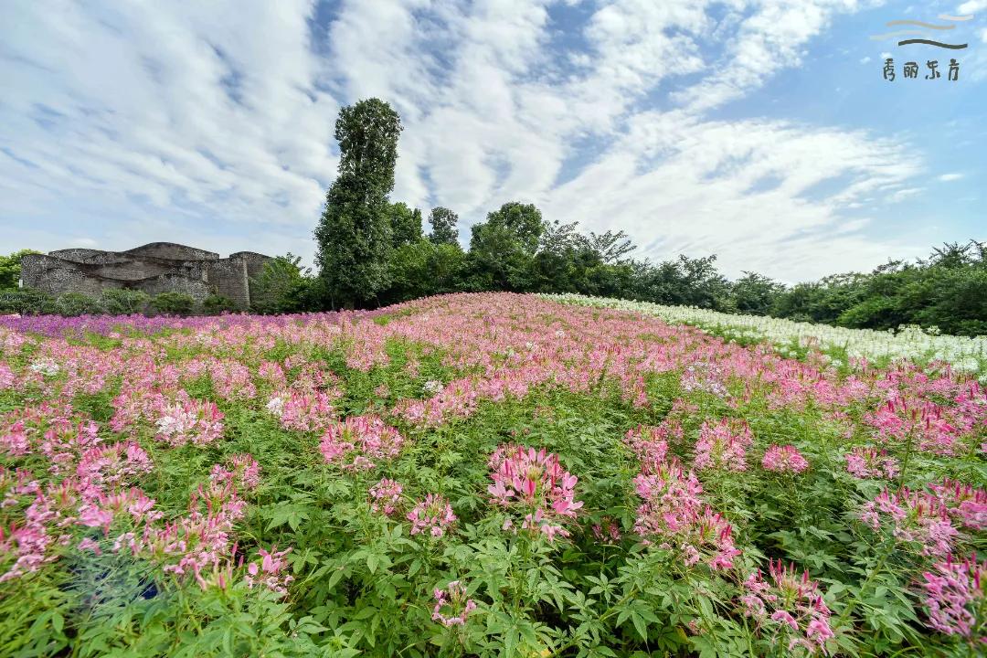 成都三圣乡恐龙主题公园,三圣乡恐龙主题公园地址