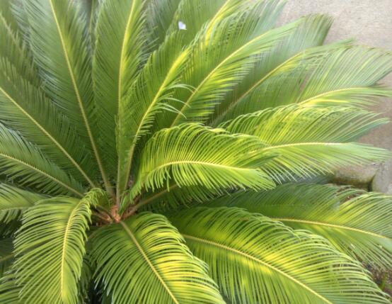 铁树叶子发黄了怎么回事如何解决,铁树叶子发黄在家怎么解决