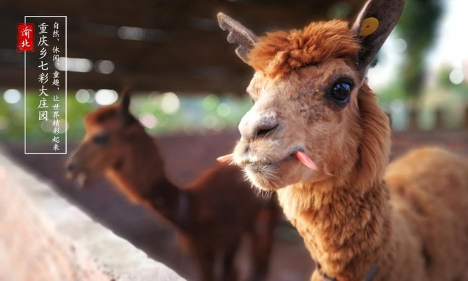 渝北周边采摘推荐,渝北茨竹附近采摘园
