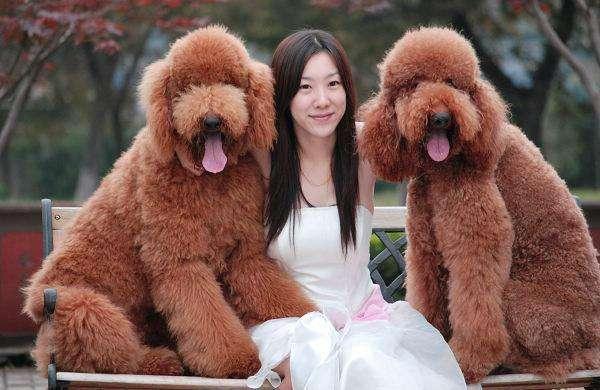 饲养贵宾的6大禁忌,饲养巨型贵宾犬6大禁忌