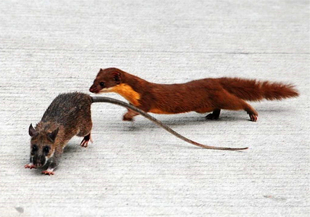 黄鼠狼为什么不怕公鸡,黄鼠狼给鸡拜年不安好心真实的吗