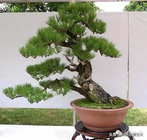 黑松嫁接的千寿松盆景的养殖方法,一棵黑松小苗怎样培养成苍老盆景