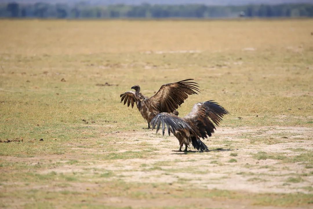 带女儿走进安博塞利国家公园，从野生动物身上收获“生命启蒙课”