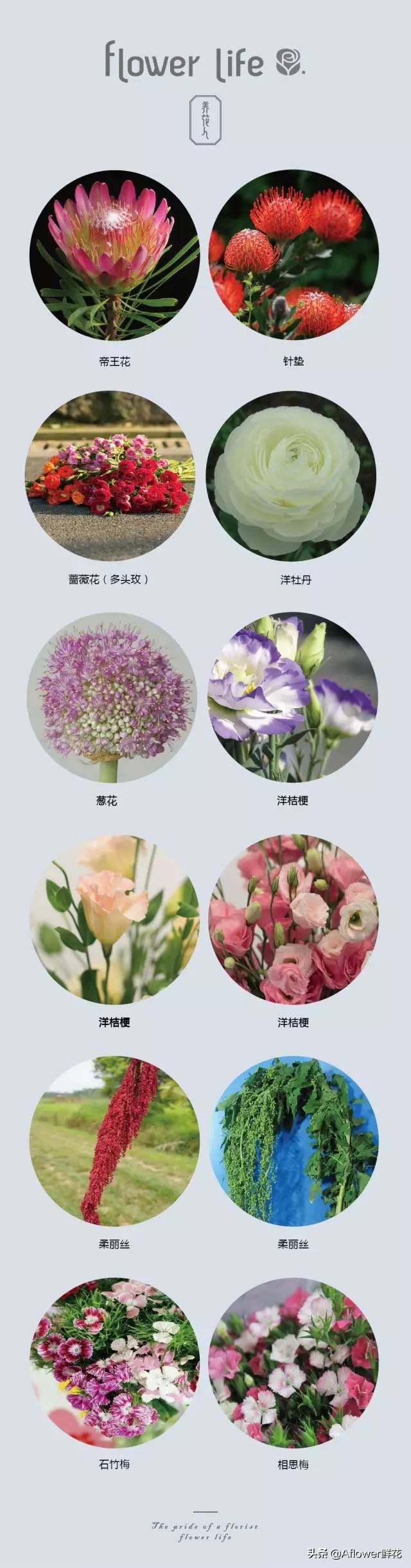 100种花店常用鲜花,花店鲜花种类大全