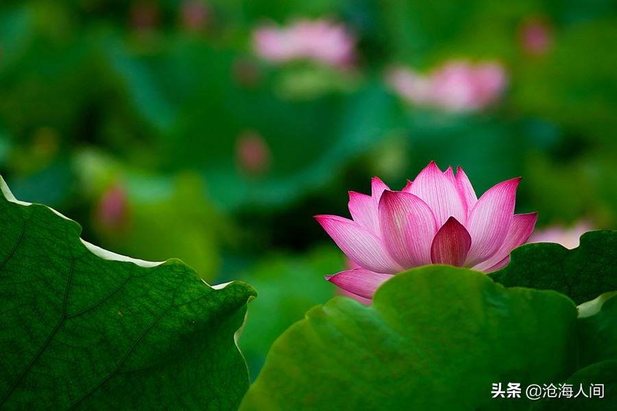 写荷花的诗词有多少,禅意荷花的诗词