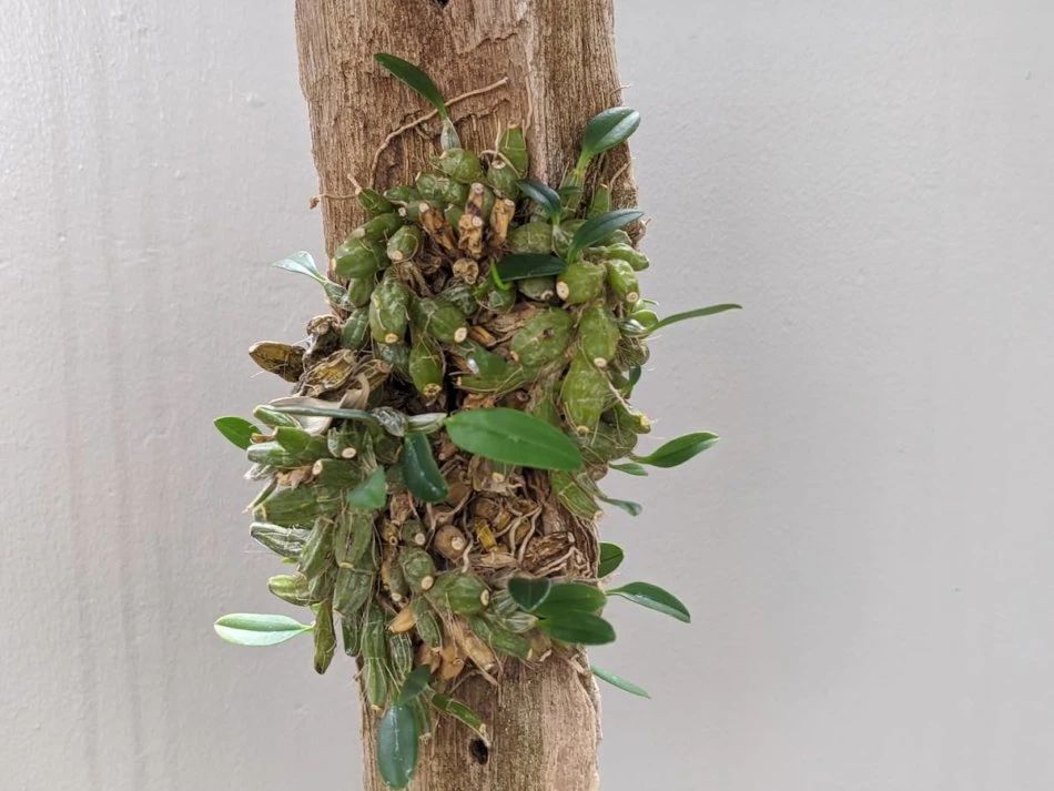 铁皮石斛养不活,铁皮石斛储存不当怎么办