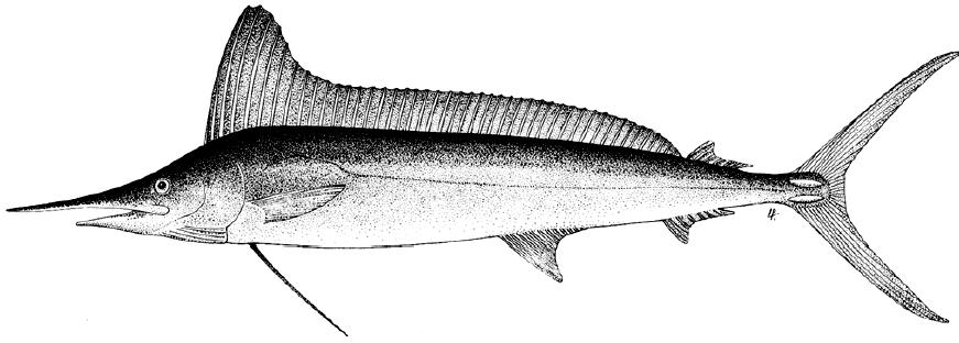 海洋中的剑鱼和旗鱼,海洋中速度最快的剑鱼